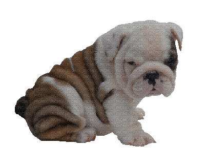 Bulldog - GIF animado gratis