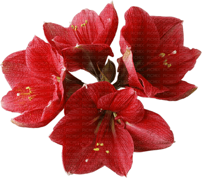 All My Flowers - ilmainen png