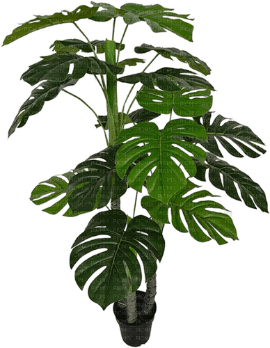 Тропическое дерево - PNG gratuit