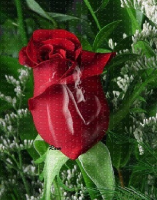 rouge rose - фрее пнг