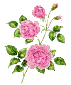 pink roses - Darmowy animowany GIF