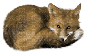 fox - kostenlos png