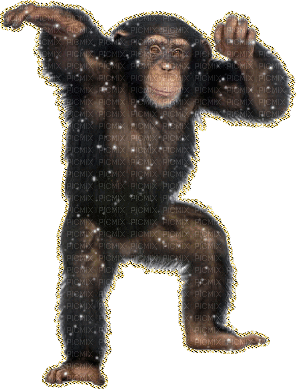monkey - GIF animado grátis