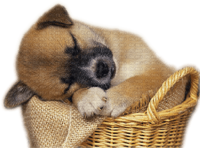 dog in basket bp - PNG gratuit