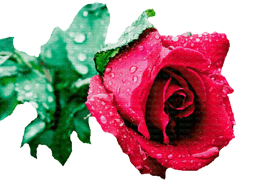 rose  by nataliplus - GIF animado grátis