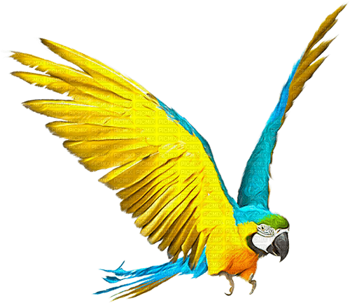 Parrot.Pink.Yellow.Blue - PNG gratuit