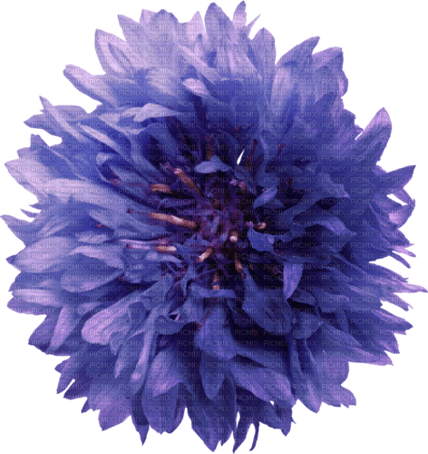 dolceluna flower - PNG gratuit