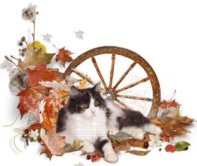 Cat Nitsa autumn - png ฟรี