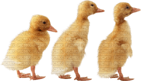 Kaz_Creations Duck - gratis png