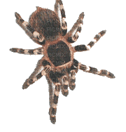 spider spinne araignée insect animal  gif anime animated africa jungle dschungel gothic - Free animated GIF