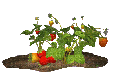 pflanze plante plant summer ete spring printemps deco tube garden jardin strawberry berry erdbeeren strawberries fraises - Zdarma animovaný GIF