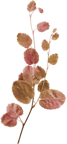 autumn deco kikkapink png leaves pink brown - PNG gratuit