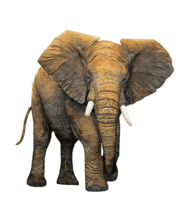 Kaz_Creations Elephants Elephant - png ฟรี
