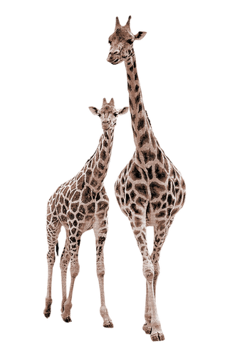 Giraffen - bezmaksas png