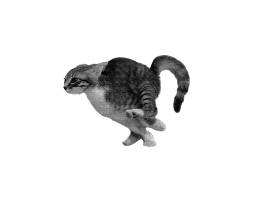 Running cat - PNG gratuit