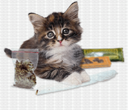 kitty cat rolling a joint - GIF animado gratis