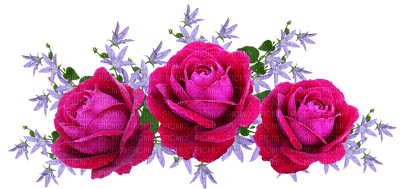 kukka  flower fleur rose - kostenlos png