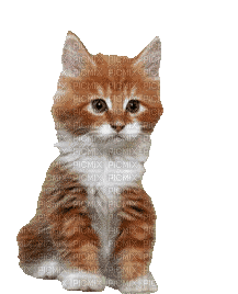 CAT - GIF animate gratis