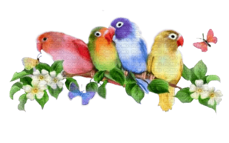 pajaros  multicolor dubravka4 - PNG gratuit