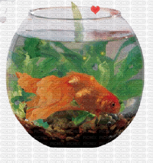 золотая рыбка - Gratis animerad GIF