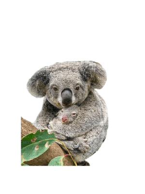 Australia animals koala bp - бесплатно png