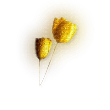 fleur,flower - PNG gratuit