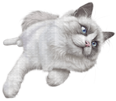 Kaz_Creations Animals Cat Kitten - png grátis