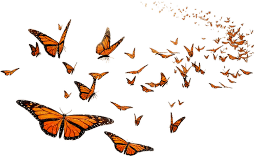 butterflies Bb2 - zadarmo png