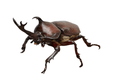 kabuto beetle - bezmaksas png