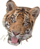 Tête tigre - gratis png