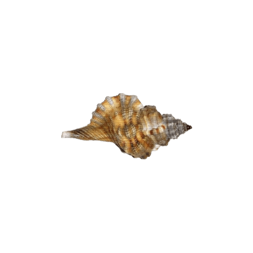 kikkapink deco scrap sepia brown seashell - бесплатно png