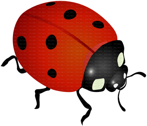 Lady Bug-RM - Free PNG