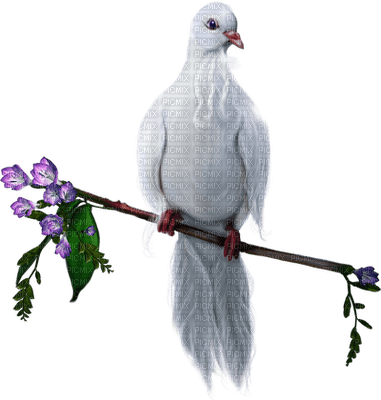 голубь на ветке - ilmainen png
