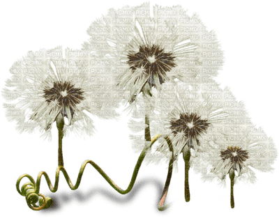 fleur blanche.Cheyenne63 - png grátis