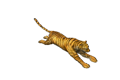 Tiger running - GIF เคลื่อนไหวฟรี