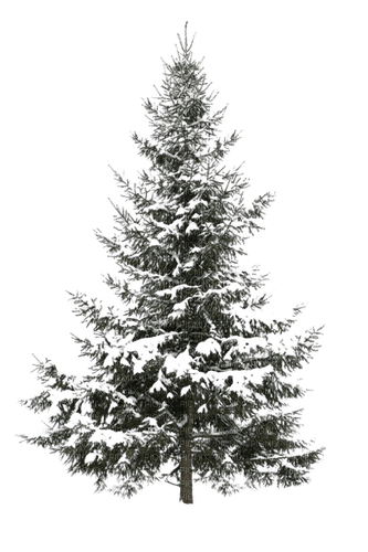 winter tree - 免费PNG