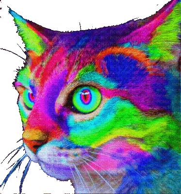 cat chat katze animal animals animaux art effect effet effekt abstract  abstrait abstrakt gif anime animated animation tube colorful colored bunt,  cat , chat , katze , animal , animals , animaux ,