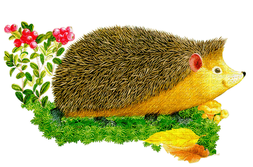 Hedgehog - Hérisson - Free PNG