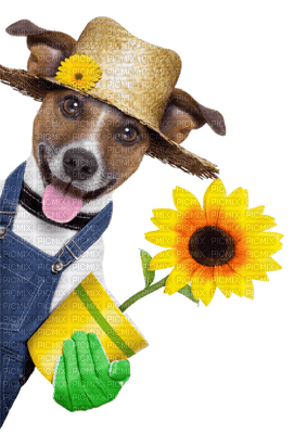 dog with flower bp - gratis png