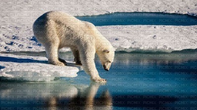 polar bear bp - ingyenes png