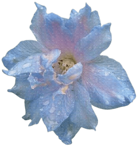 flower - ücretsiz png