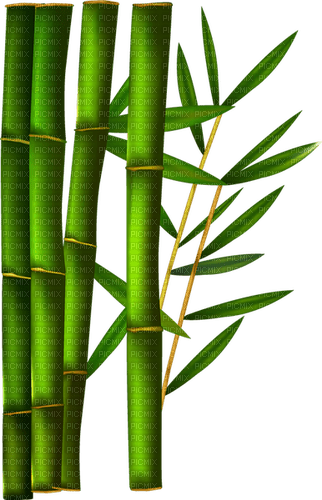 bambus milla1959 - png ฟรี
