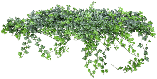ivy - ücretsiz png