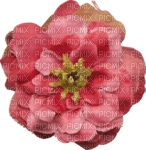 blomma-rosa----flower-pink - бесплатно png