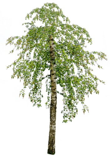 Дерево - nemokama png