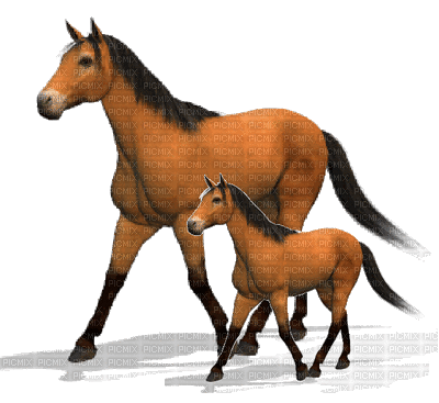 ani-häst - Bezmaksas animēts GIF