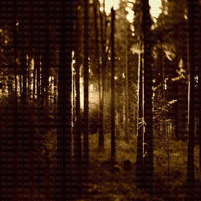 forest - Gratis animerad GIF