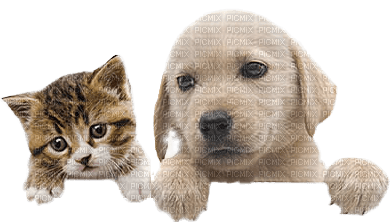 chien chat cat dog - png grátis