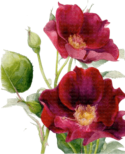 Y.A.M._Vintage Flowers Decor - png gratuito