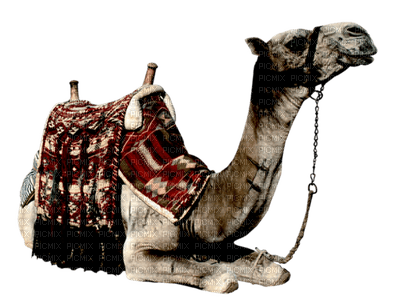 camel, sunshine3 - PNG gratuit